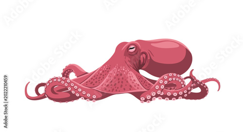 Bild auf Leinwand Red Octopus Underwater Creature