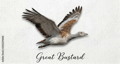 A realistic and detailed illustration of a giant bustard in flight, featuring the words “Great Bustard.” An artistic bird portrait showcasing rare wildlife species.