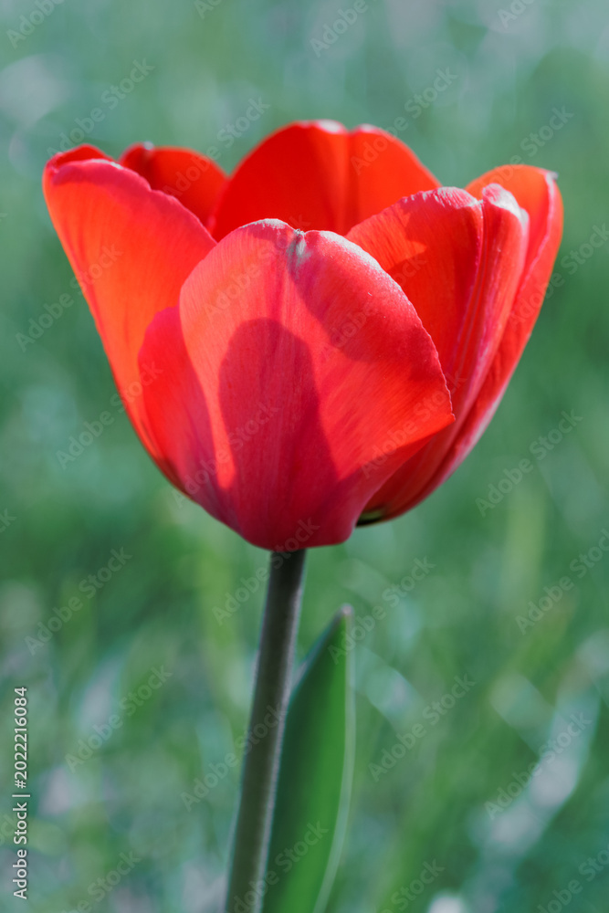 Fototapeta premium Red tulip flower blooming in garden with natural light and soft background