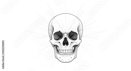 Bild auf Leinwand Human Skull Frontal View Detailed Illustration.