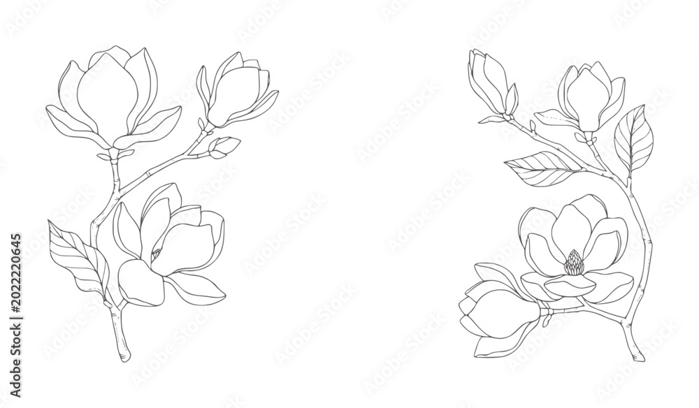 Fototapeta premium Delicate black and white line of magnolia branches with blooming flowers leaf