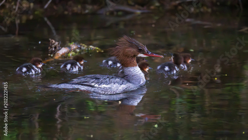 Fotografía Common merganser mother leading ducklings in single file on calm reflective wate