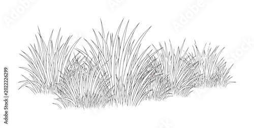 Tableau sur toile Of tall green grass blades in a clump nature plant