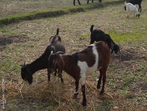 goat on the meadow