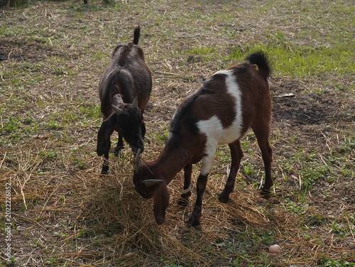 goat on the meadow