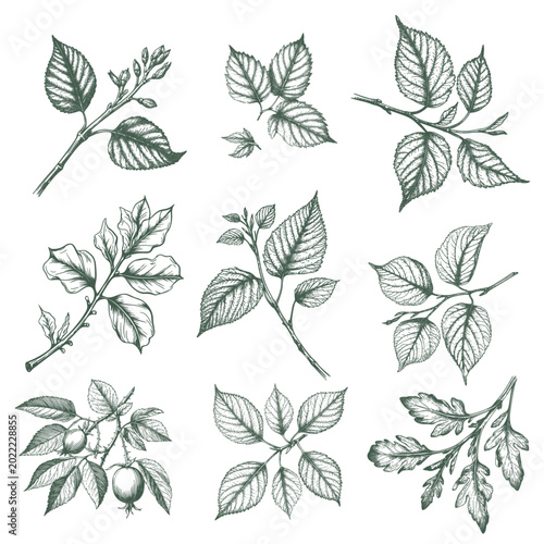 Cuadro en lienzo Twigs of lime, birch and viburnum with berries and leaves, sketch