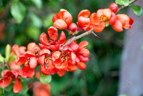 Obraz na plátne Vibrant red-orange flowers of the Japanese quince Chaenomeles japonica bloom on a thorny branch in early spring