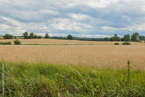 Bild auf Leinwand Countryside view with a grain field