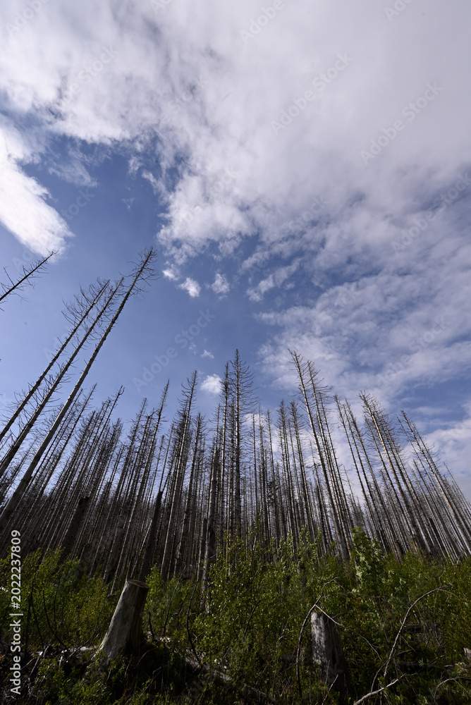Fototapeta premium Forest dieback at Schierke at Harz National Park. Forest decline of mainly common spruce tree caused by climate change and bark beetle.