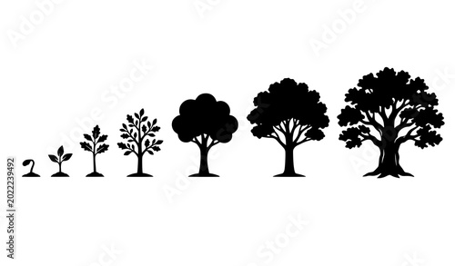 Bild auf Leinwand Oak tree growth stages silhouette vector illustration set