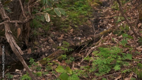 A small stream flowing between moss-covered fallen logs and rocks