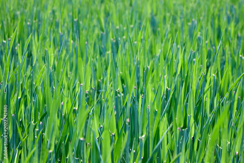 close-up shot of lush green stalks of young Hordeum vulgare, commonly known as barley, growing densely in a sunlit agricultural field during its early growth stage