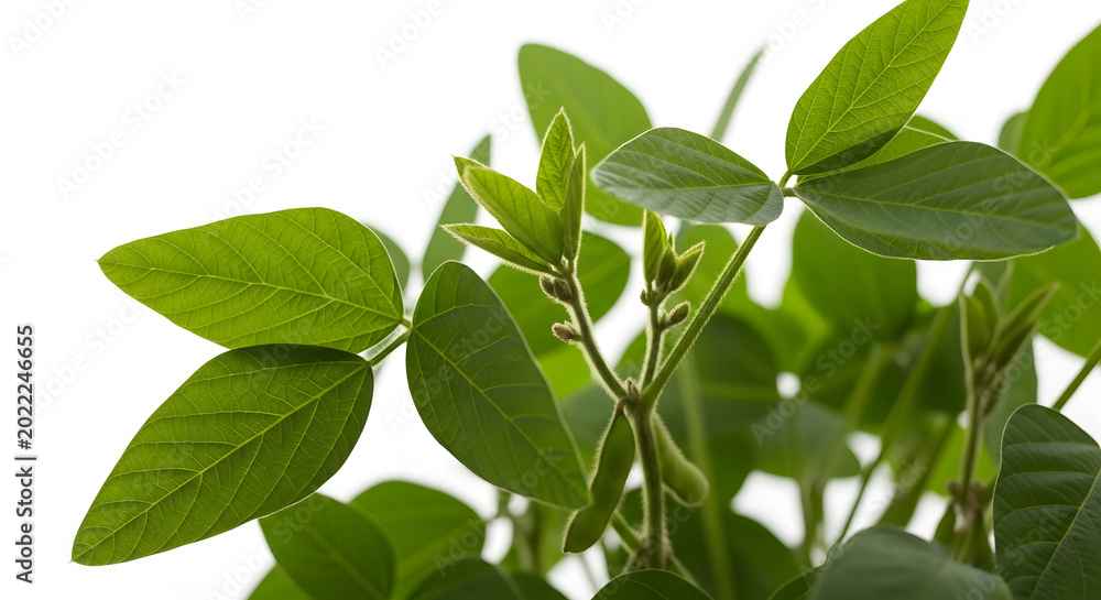 Naklejka premium Green leaves of a plant are growing in a garden with lush foliage and stems