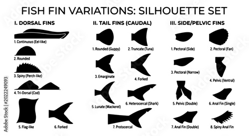 Tableau sur toile Fish Fin Variations Silhouette Set: Dorsal, Tail, and Side/Pelvic Fins Illustrat
