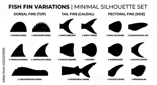 Valokuva Fish Fin Variations Minimal Silhouette Set, Dorsal Tail Pectoral Fins, Vector Ic