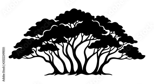 Photography Silhouette of a large, sprawling acacia tree with multiple trunks and dense foli