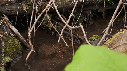 A small stream flowing between moss-covered fallen logs and rocks