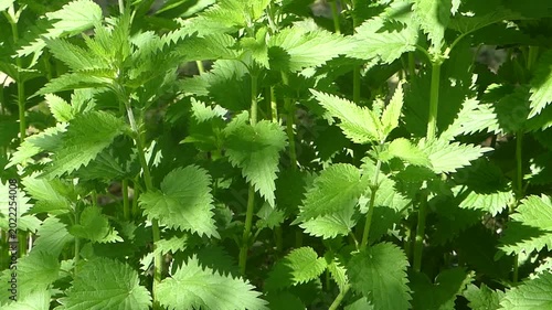 static close-up shot of a dense cluster of Stinging Nettles (Urtica dioica) growing outdoors.