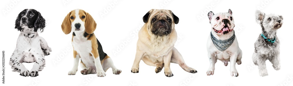Fototapeta premium Diverse adorable dogs sitting together element set isolated on white