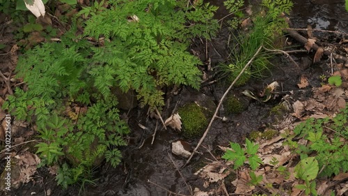 A small stream flowing between moss-covered fallen logs and rocks
