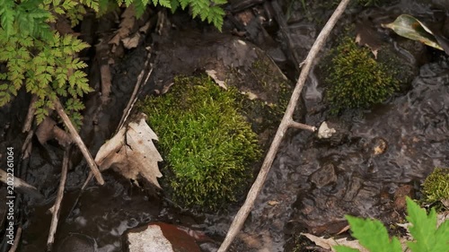 A small stream flowing between moss-covered fallen logs and rocks
