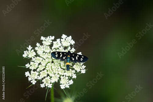 Nine spotted moth Amata phegea on white Queen Anne lace flower umbel summer meadow