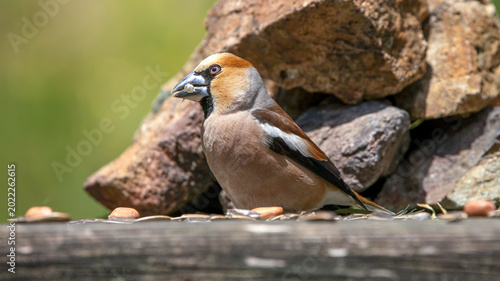 Schilderij op canvas Hawfinch bird feeding on the wooden platform