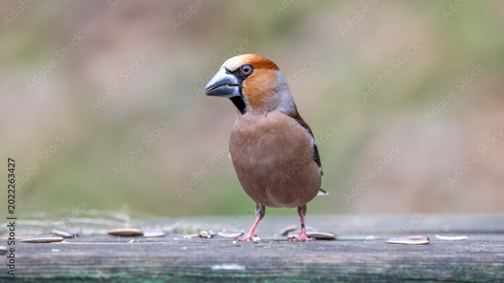Fototapeta premium Hawfinch bird feeding on the wooden platform