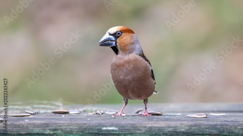 Canvastavla Hawfinch bird feeding on the wooden platform
