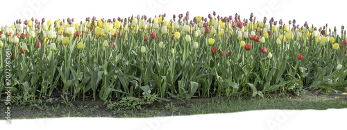 Large flowerbed of colorful tulips blooming isolated on a transparent background