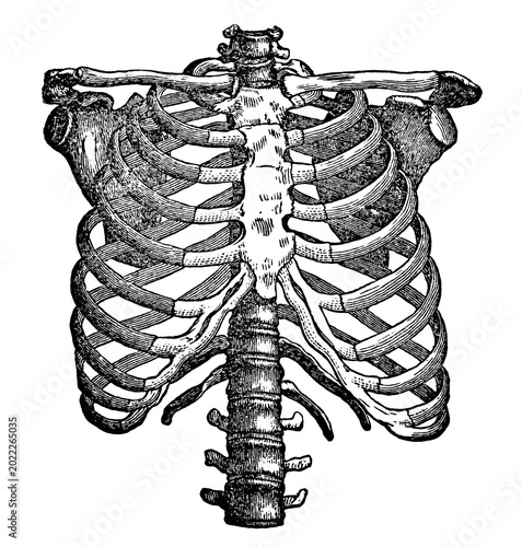 Vintage medical engraving of the human ribcage anterior unlabeled