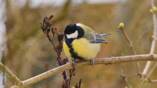 Close-up of a great tit hopping on a branch