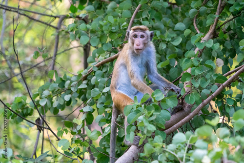 Canvastavla Toque macaque in a tree, Kaudulla National Park, Sri lanka