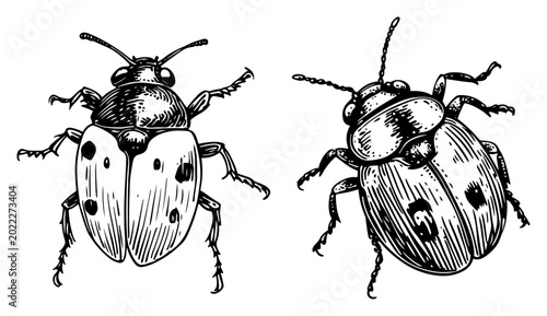 Fotografie Beetle insects with spotted shells shown in vintage engraving style