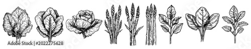 Leafy green vegetables and asparagus spears in vintage engraving style