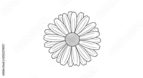 Top view of a single daisy flower head shown as a detailed black and white line drawing on white background.