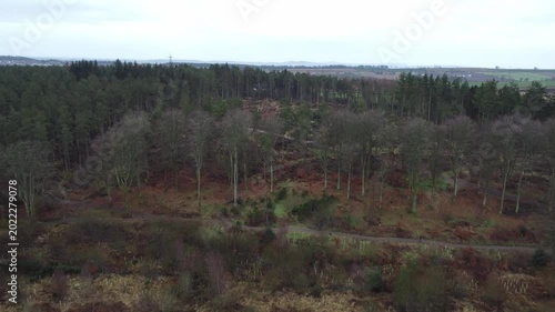 aerial drone shot of commercial plantation community woodland transformation project fallen storm damaged trees conifer woodland spruce pine treetops cloudy day