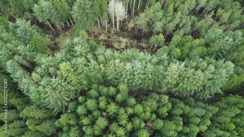 aerial drone shot of commercial plantation community woodland transformation project conifer woodland spruce pine treetops cloudy day