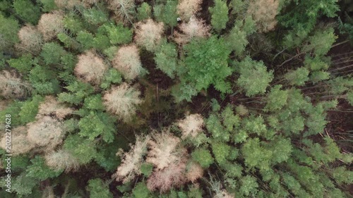 aerial drone shot of commercial plantation community woodland transformation project conifer woodland spruce pine treetops cloudy day