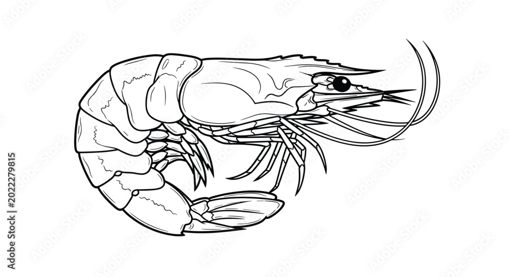 Fototapeta premium Highly detailed botanical style line art of a whole raw fresh shrimp with long antennae and a segmented shell.