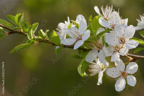 Obraz na płótnie Beautiful white flowers of wild cherry in spring, Sandberg meadow, Slovakia