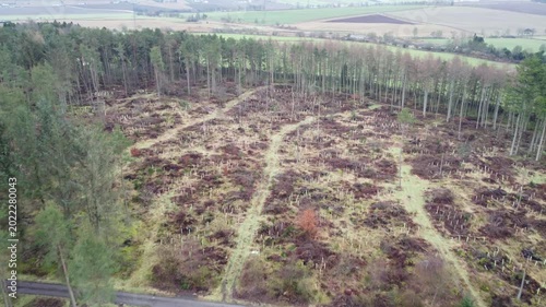 aerial drone shot of commercial plantation community woodland transformation tree planting project conifer woodland spruce pine treetops cloudy day