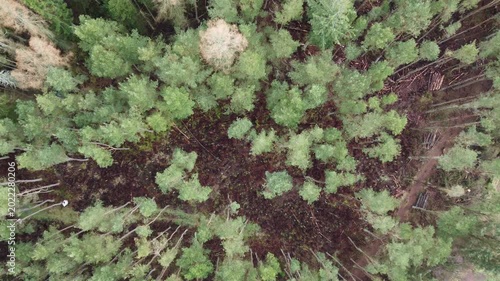 aerial drone shot of commercial plantation community woodland transformation project conifer woodland spruce pine treetops cloudy day
