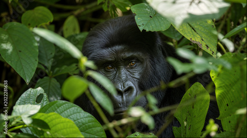 Mountain gorilla peering through tropical leaves in dense jungle