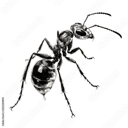 Small black ant insect standing on the ground isolated on transparent background