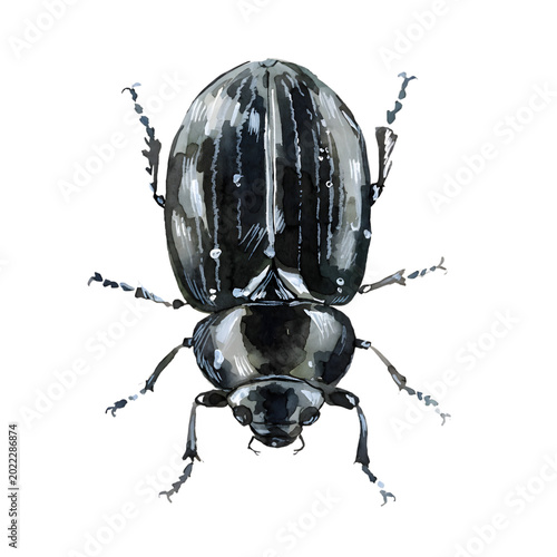 Shiny black beetle insect illustration isolated on transparent background