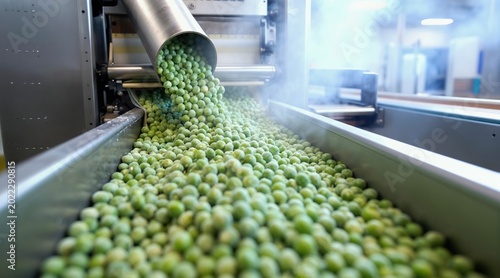 Fresh green peas pour from metal chute onto conveyor belt for processing and packaging. Food manufacturing industry at modern plant. Automated sorting and production.