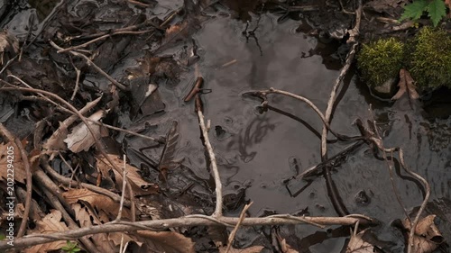 A small stream flowing between moss-covered fallen logs and rocks