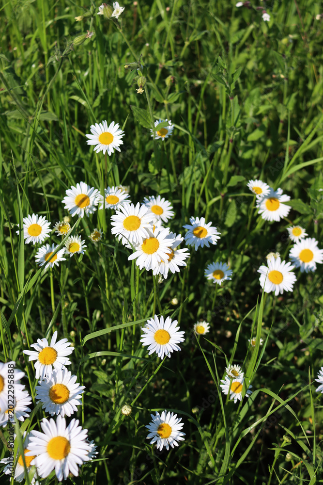 Fototapeta premium Leucanthemum vulgare plant in bloom. White and yellow Oxe eye daisy in the meadow