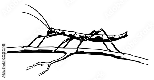 Photos Stick insect walking on branch black and white entomology vector illustration
